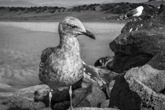 -Morro Bay-104-Edit62017