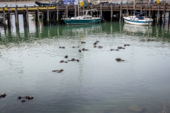 -Morro Bay-73132017