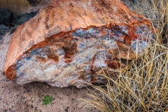 -Panted Desert-Petrified Forest-130132017