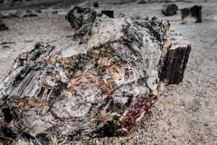 -Panted Desert-Petrified Forest-135-Edit142017