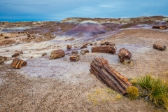 -Panted Desert-Petrified Forest-145192017