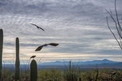 -Arizona Sonora Desert Museum 2017-194142017