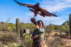 -Arizona Sonora Desert Museum 2017-210-Edit152017