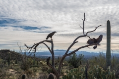 -Arizona Sonora Desert Museum 2017-212172017