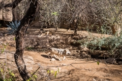 -Arizona Sonora Desert Museum 2017-2142017