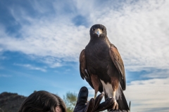 -Arizona Sonora Desert Museum 2017-235192017