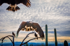 -Arizona Sonora Desert Museum 2017-263202017