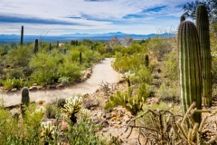 -Arizona Sonora Desert Museum 2017-512017