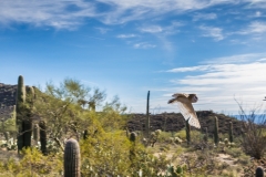 -Barn owl flying-792017